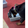 PACK KAS BOX XS  Automatic FOOD Reward