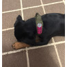 Pet ID Tag Velcro
